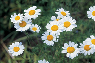 High Purity Pyrethrins Natural Pyrethrum Extract For Effective Pest Control