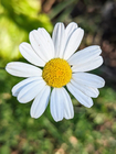 High Purity Pyrethrins Natural Pyrethrum Extract For Effective Pest Control