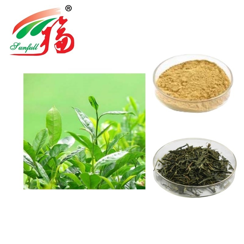Instant Green Tea Extract Powder Catechins And Polyphenols Anti Oxidation Food Additive