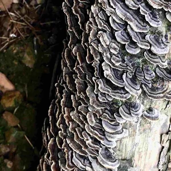 Coriolus Versicolor Ekstrak 10% ~ 50% Polysacchrides PSK PSP Turkey Tail Ekstrak Jamur