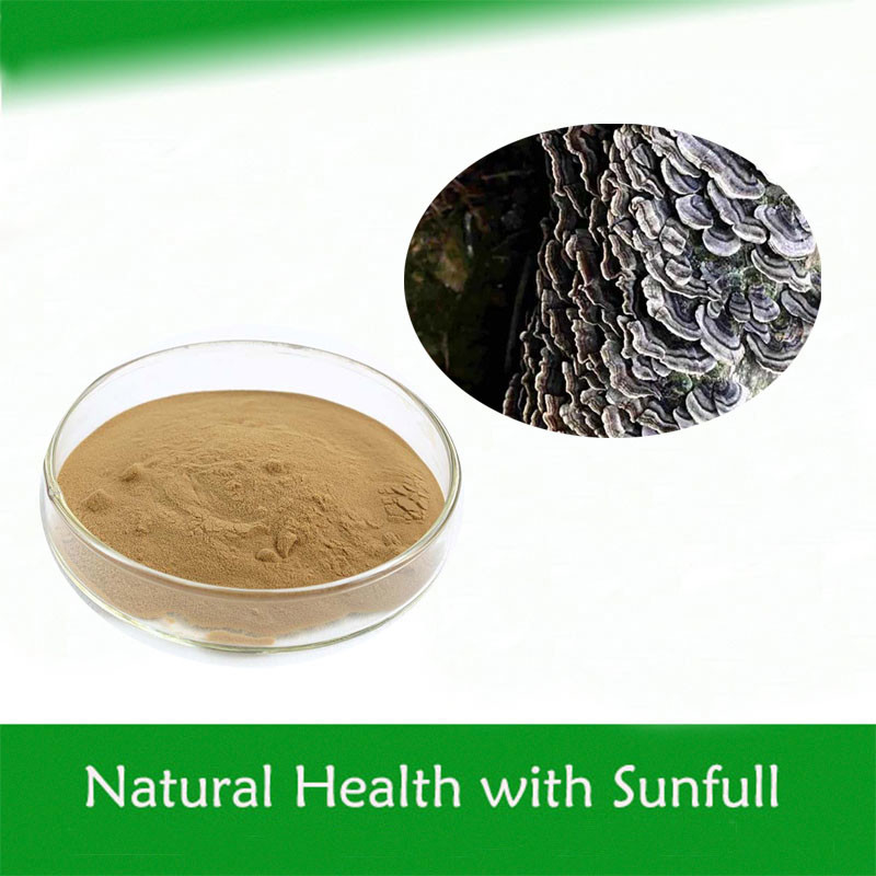 Coriolus Versicolor Ekstrak 10% ~ 50% Polysacchrides PSK PSP Turkey Tail Ekstrak Jamur