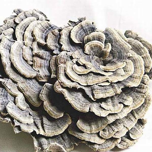 Coriolus Versicolor Ekstrak 10% ~ 50% Polysacchrides PSK PSP Turkey Tail Ekstrak Jamur