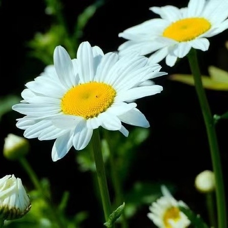 Ekstrak Pyrethrum 25% 50% 70% Pyrethrins Pestisida alami untuk pengendalian hama yang ramah lingkungan