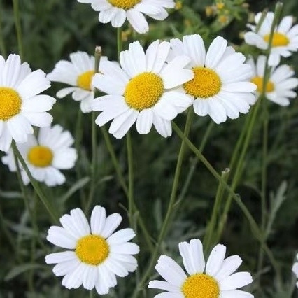 Ekstrak Pyrethrum 25% 50% 70% Pyrethrins Pestisida alami untuk pengendalian hama yang ramah lingkungan