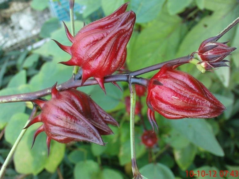 Ekstrak Bunga Hibiscus Merah Ekstrak Herbal untuk Produk Superior