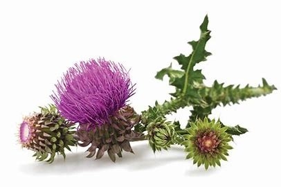 Tumbuhan Herbal Thistle Ekstrak 80% silymarin  Penjaga Alam untuk Kesehatan Hati & Detoxification