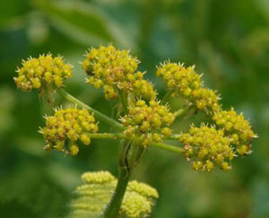 Atractylodes Rhizome Extract 10: 1 The Gold Standard Untuk Vitalitas Darah & Kesehatan Wanita