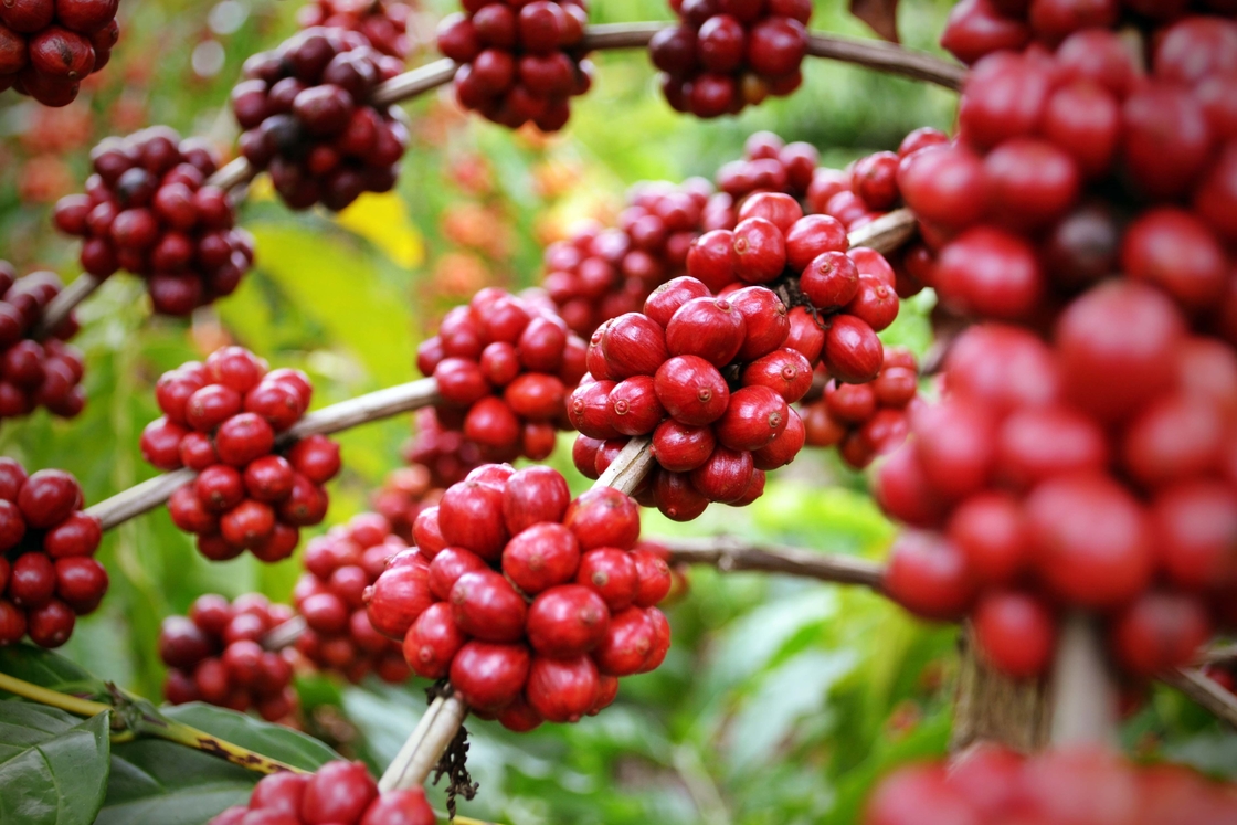 Tingkatkan Kebugaran Anda dengan Ekstrak Ramuan Alami SA-Herbal Schisandra Berry Extract 10:1