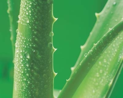 201 Aloe Vera Ekstrak Aloe Vera Gel Freeze Dried Powder untuk kosmetik