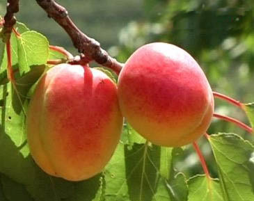 Amygdalin alami 98% Putih Kristal Bubuk Bitter Almond Bitter Apricot Seed Extract untuk Intermediate Farmasi