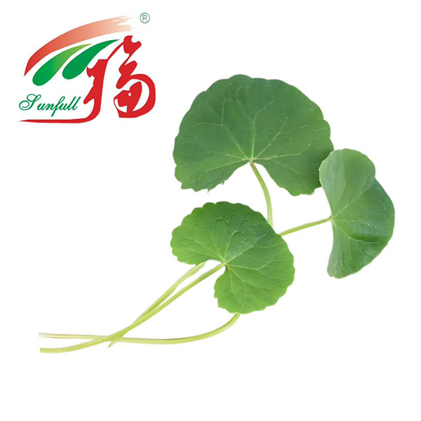 GOTU KOLA EKSTRAK Kosmetik Tanaman Ekstrak 80% asiaticoside untuk perawatan kulit, perbaikan penghalang & anti-iritasi, untuk kulit sensitif atau rentan jerawat atau jerawat