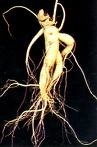 Ekstrak Ginseng Spesifikasi Produk 10~30% Ginsenosida oleh UV 15% 20% Ginsenosida oleh HPLC 80% Ginsenosida oleh UV ((Stem & Leaves) Ginseng Bubuk lurus Spesifikasi ekstrak ginseng yang berbeda berguna