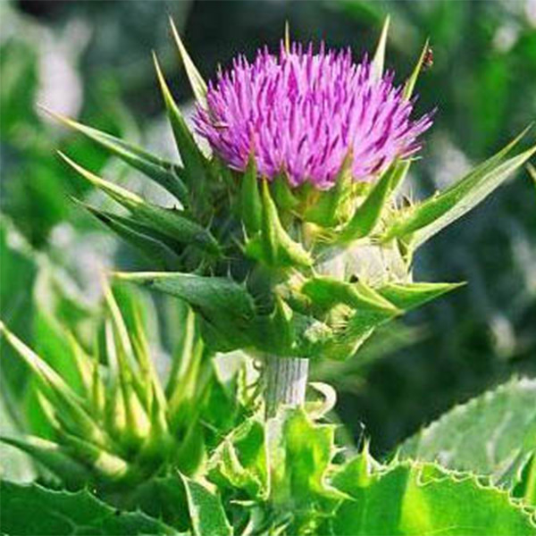 40% Ekstrak Thistle Susu Silymarin: Bahan yang Dapat Dipercaya dan Berhasil Tinggi Untuk Solusi Perawatan Hati Premium