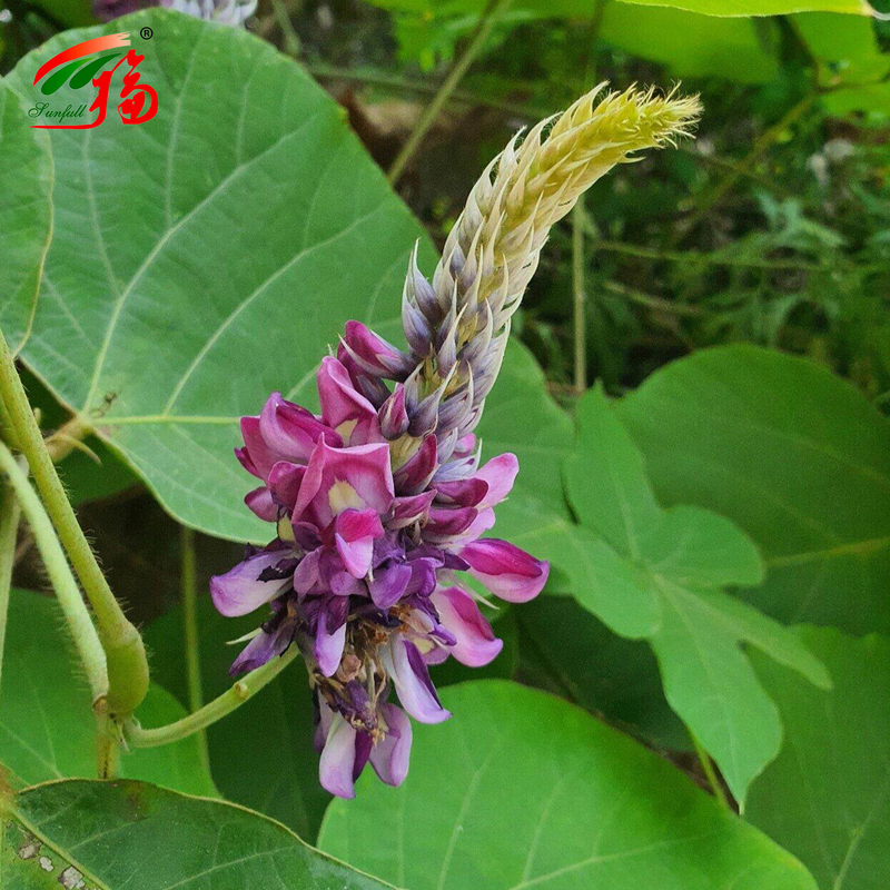 Ekstrak Akar Kudzu Alami Pabrik China Puerarin Dengan 25% 60% 98% Untuk Pilihan