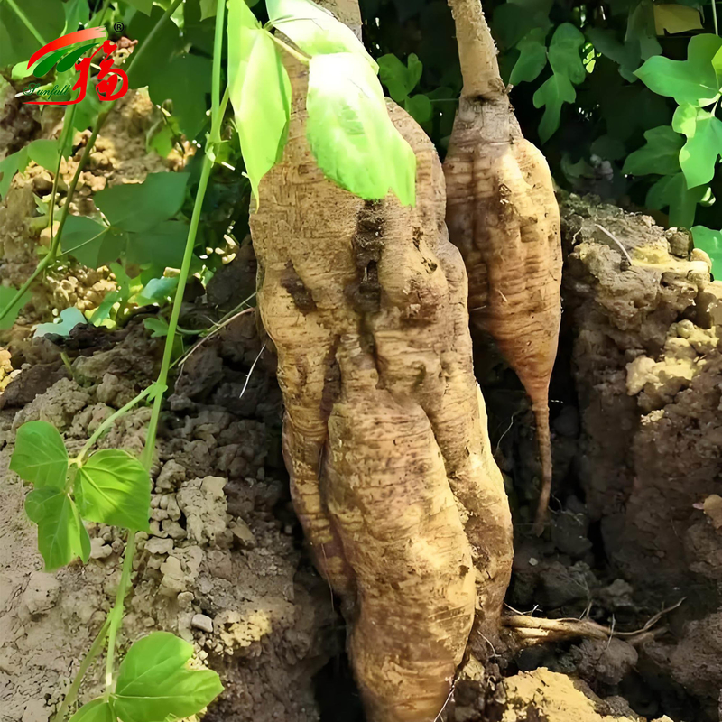 Ekstrak Akar Kudzu Alami Pabrik China Puerarin Dengan 25% 60% 98% Untuk Pilihan