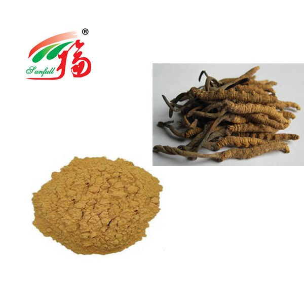 Cordyceps Jamur Bubuk 80 Mesh untuk Dukungan Kekebalan 25kg Drum