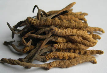 Bubuk Ekstrak Cordyceps Sinensis dengan 10% Polisakarida untuk Makanan Fungsional Anti-Asma dalam Bubuk Kuning Cokelat Halus