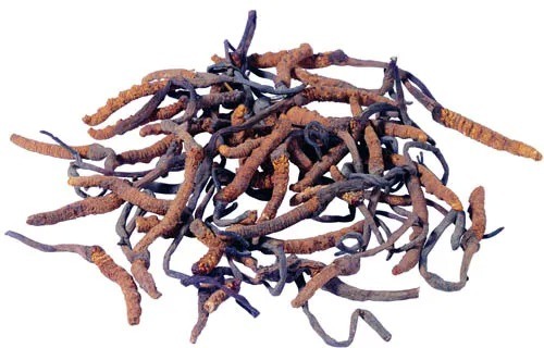 Serbuk Kuning Kecokelatan Kecantikan Pangan Cordyceps Sinensis Ekstrak untuk Produk Kesehatan