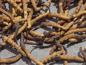 Cordyceps Sinensis ekstrak bubuk dengan 10% polisakarida untuk anti-inflamasi halus bubuk coklat kuning