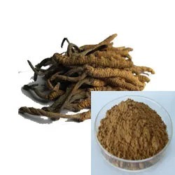 Bubuk Kuning Cokelat Halus Ekstrak Cordyceps Sinensis Grade Makanan untuk Produk Perawatan Kesehatan