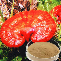 Ekstrak Jamur Reishi Kecokelatan Kecokelatan Kecokelatan Kecokelatan Kecokelatan Kecokelatan