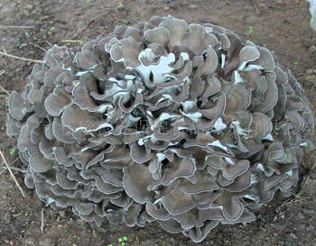 Ekstrak Jamur Maitake Kuning Kecokelatan bubuk 40% polisakarida untuk tablet dan kapsul Aplikasi untuk meningkatkan kekebalan