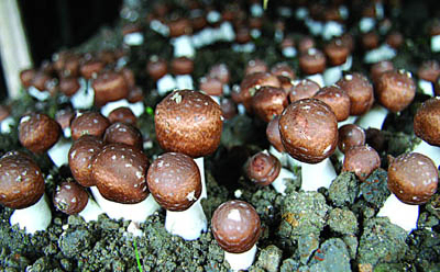 Bubuk Ekstrak Agaricus Blazei dengan 10% Polisakarida untuk Makanan Fungsional dalam Aplikasi Tablet dan Kapsul untuk Meningkatkan Kekebalan Tubuh