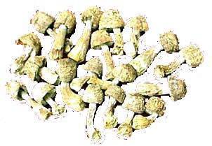 Bubuk Ekstrak Agaricus Blazei dengan 20% Polisakarida untuk Produk Makanan Fungsional dan Perawatan Kesehatan dalam Bubuk Kuning Coklat Halus untuk Aplikasi Tablet dan Kapsul