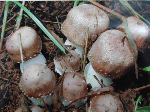 Ekstrak Agaricus Blazei 40% Polisakarida untuk Makanan Fungsional dan Produk Perawatan Kesehatan