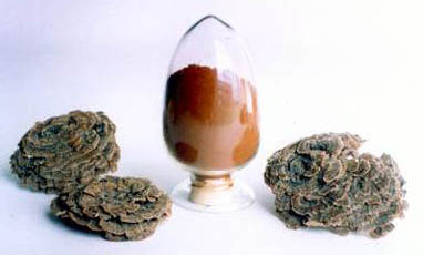 Coriolus Versicolor Ekstrak 50% Polysaccharides untuk Makanan Fungsional untuk Meregulasi Kadar Gula Darah dan Mengurangi Flegma