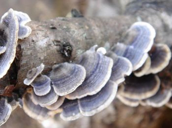 Coriolus Versicolor Ekstrak 10% Polysaccharides untuk Makanan Fungsional untuk mengatur gula darah dan mengurangi lendir