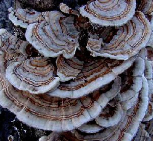 Coriolus Versicolor Extract 50% Polysaccharides untuk Makanan Fungsional dengan Regulasi Gula Darah dan Pengurangan Flegma