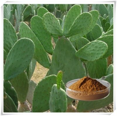 Ekstrak Kaktus (Batang, Buah & Daun) - Ekstrak Tumbuhan Alami Melembapkan & Antioksidan untuk Perawatan Kulit, Kosmetik dan Produk Fungsional