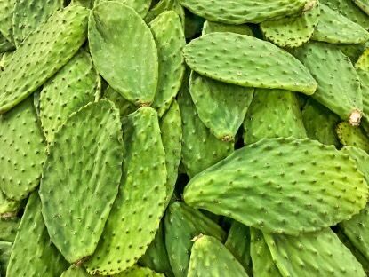 Ekstrak Kaktus (Batang, Buah & Daun) - Ekstrak Tumbuhan Alami Melembapkan & Antioksidan untuk Perawatan Kulit, Kosmetik dan Produk Fungsional