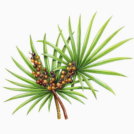Ekstrak Saw Palmetto Potensi Tinggi 45% Asam Lemak (Serenoa Repens) - Konsentrat Premium untuk Kesehatan Prostat & Formulasi Lanjutan