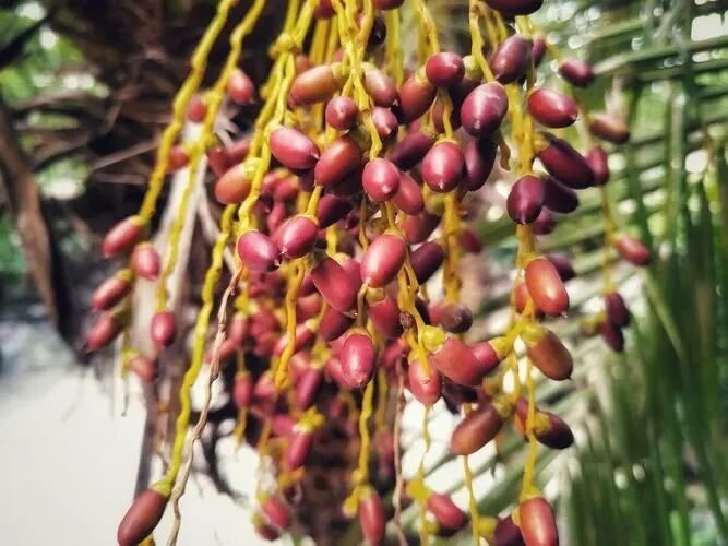 Ekstrak Saw Palmetto Potensi Tinggi 45% Asam Lemak (Serenoa Repens) - Konsentrat Premium untuk Kesehatan Prostat & Formulasi Lanjutan