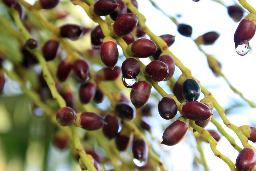 Ekstrak Saw Palmetto Potensi Tinggi 45% Asam Lemak (Serenoa Repens) - Konsentrat Premium untuk Kesehatan Prostat & Formulasi Lanjutan