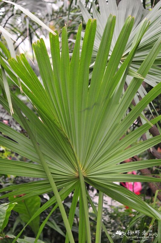 Ekstrak Saw Palmetto Potensi Tinggi 45% Asam Lemak (Serenoa Repens) - Konsentrat Premium untuk Kesehatan Prostat & Formulasi Lanjutan
