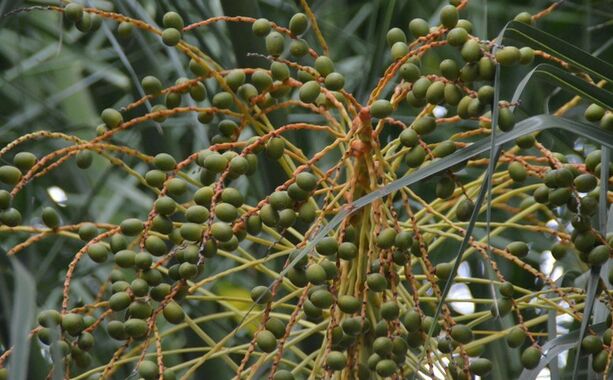 Ekstrak Saw Palmetto Potensi Tinggi 45% Asam Lemak (Serenoa Repens) - Konsentrat Premium untuk Kesehatan Prostat & Formulasi Lanjutan