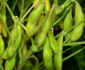 Bubuk Ekstrak Isoflavon Kedelai – Fitoestrogen Alami dari Kedelai untuk Aplikasi Makanan Nutraceutical & Fungsional