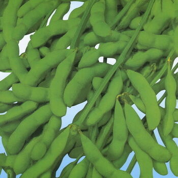 Bubuk Ekstrak Isoflavon Kedelai – Fitoestrogen Alami dari Kedelai untuk Aplikasi Makanan Nutraceutical & Fungsional