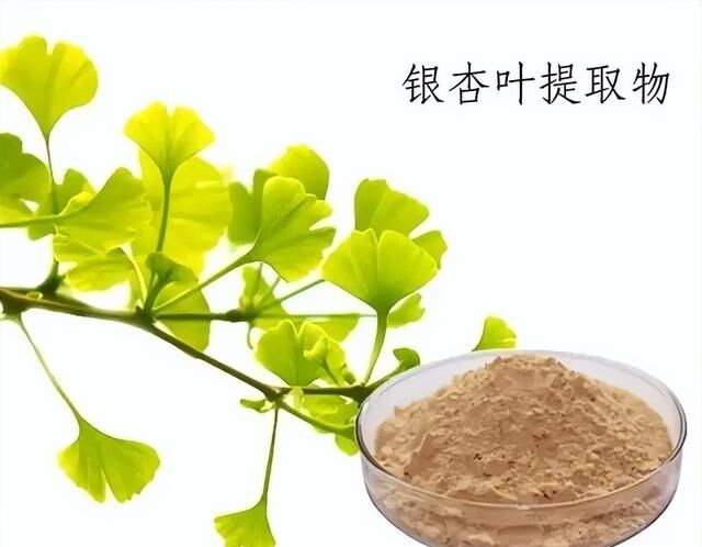 100% Alami Larut Dalam Air 24% Ginkgolides Bubuk Ekstrak Daun Ginkgo Biloba untuk Suplemen Diet