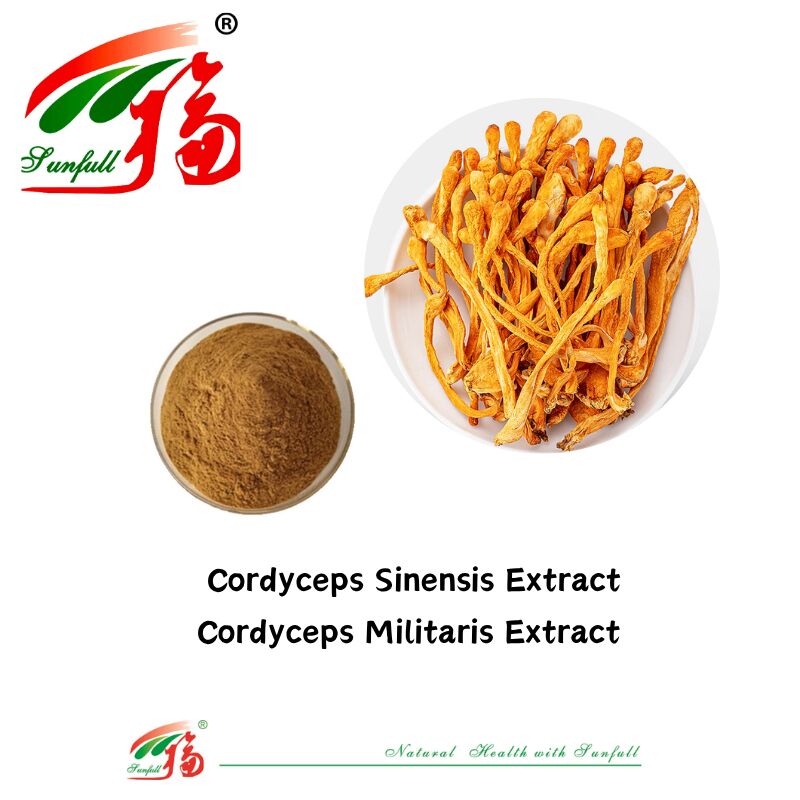 Hunan Sunfull Suplemen Gizi Agaricus Subrufescens/Hericium Erinaceus/Antrodia/Cordyceps Sinensis/Coriolus Versicolor/Pulver Ekstrak Jamur