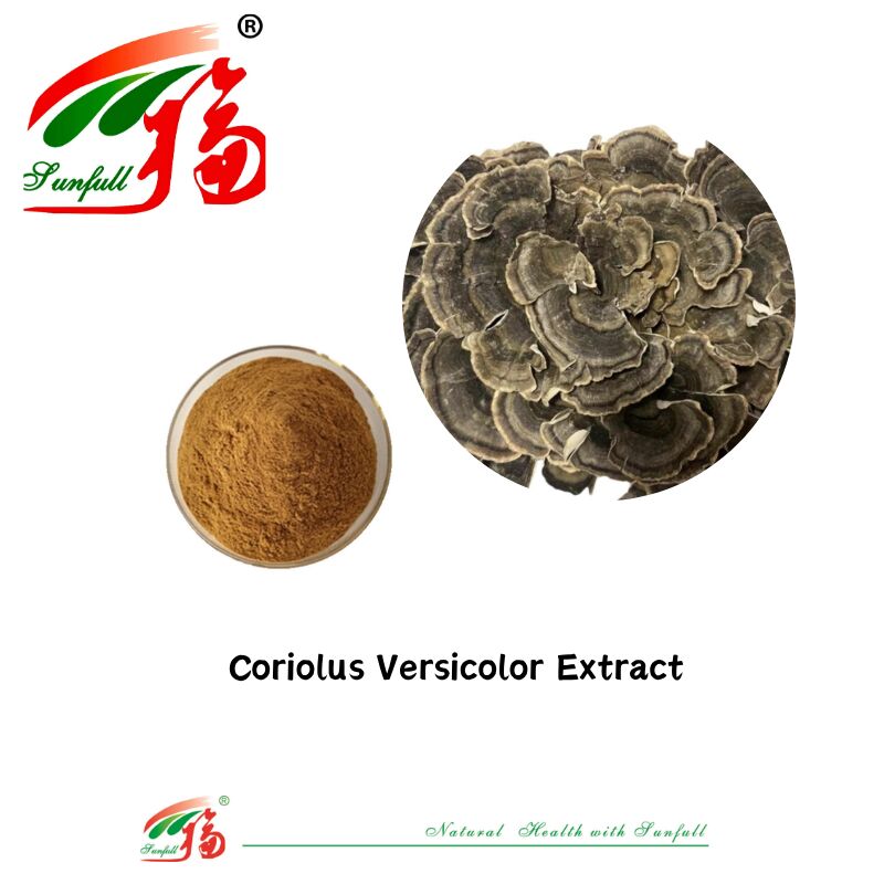 Hunan Sunfull Suplemen Gizi Agaricus Subrufescens/Hericium Erinaceus/Antrodia/Cordyceps Sinensis/Coriolus Versicolor/Pulver Ekstrak Jamur