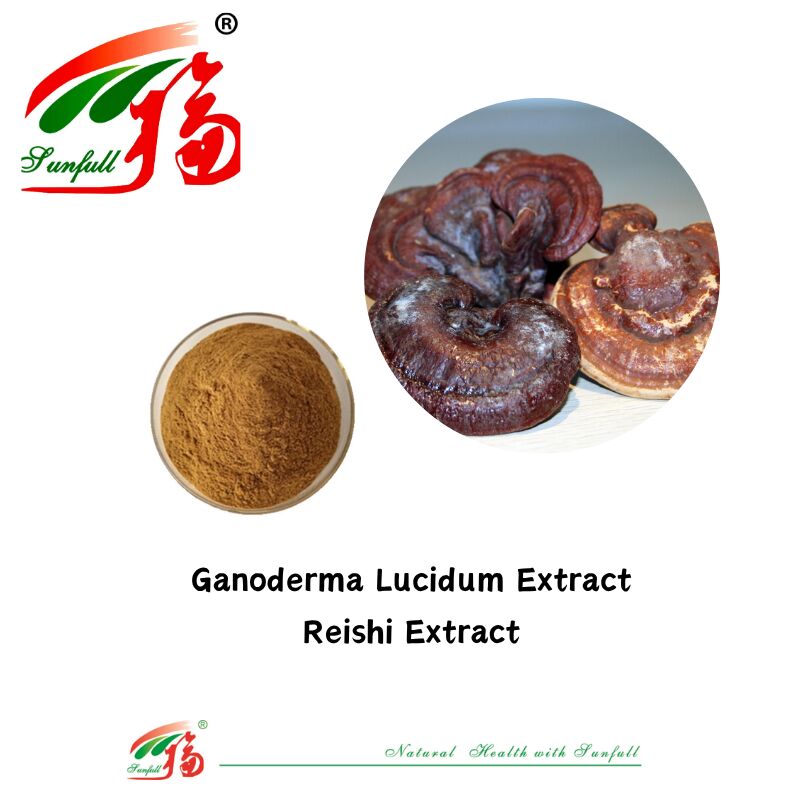 Suplemen Makanan Bahan Organik Alami Polisakarida 10-30% Phellinus Igniarius /Ganoderma Lucidum/Chaga/Maitake / Bubuk Ekstrak Jamur Shiitake