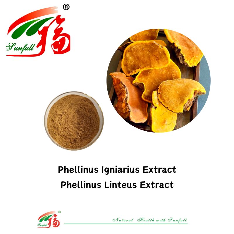 Suplemen Makanan Bahan Organik Alami Polisakarida 10-30% Phellinus Igniarius /Ganoderma Lucidum/Chaga/Maitake / Bubuk Ekstrak Jamur Shiitake