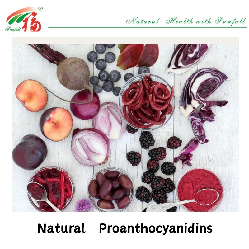 Pemasok Pabrik Kualitas Tinggi 100% Antioksidan Alami OPC Proanthocyanidin 95% Ekstrak Kulit Kacang / Kulit Pine / Cranberry / Biji Anggur
