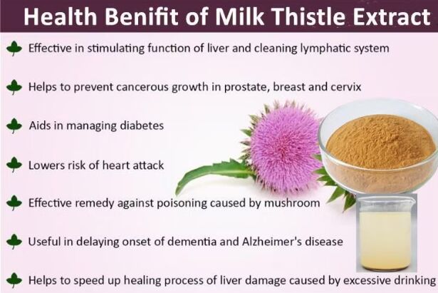Herbal Silybum Marianum Tanaman Bibit Cengkeh Berkat Benih Bubuk 30% Silybins HPLC UV 40% ~ 80% Liposom 40% - 80% Silymarin Milk Thistle Extract untuk Kesehatan Hati