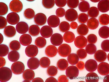 Sunfull Makanan Antioksidan Penyediaan Kesehatan Kualitas Tinggi 1%-10% Ekstrak Haematococcus Pluvialis Alami/Bubuk Astaxanthin