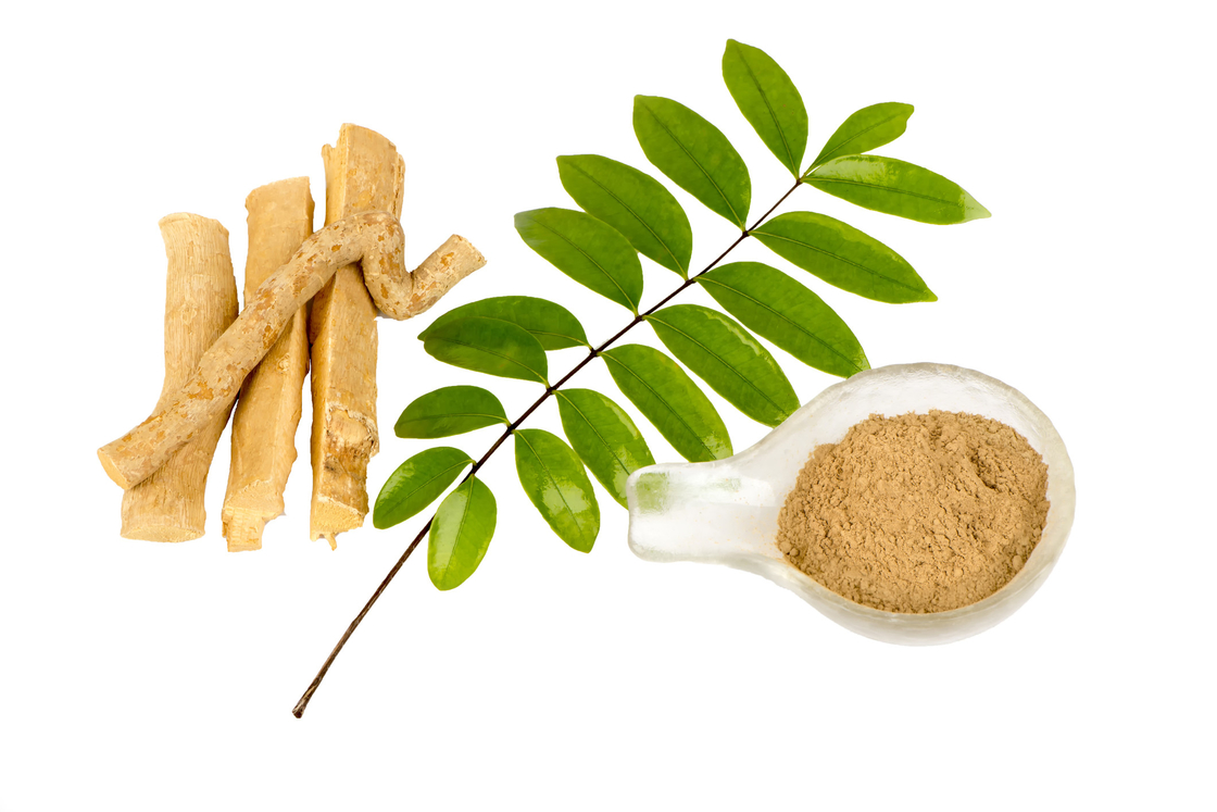 0,5% Ekstrak Eurycomanone Eurycoma longifolia Root Extract Powder Untuk Aktivitas Anti Pyretic